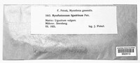 Myxofusicoccum ligustrinum image